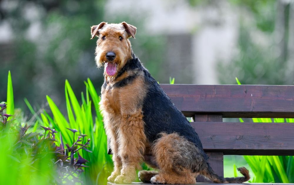 Airedale Terriër: De Koning van de Terriërs | Dierenmaatjes