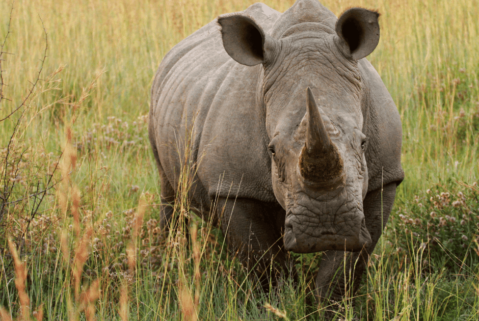 Taalkundig misverstandje? | Dierenmaatjes