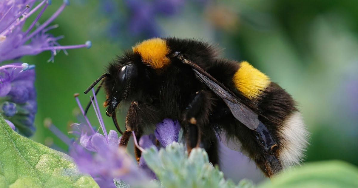 Hommels: onze natuurlijke tuiniers! | Dierenmaatjes