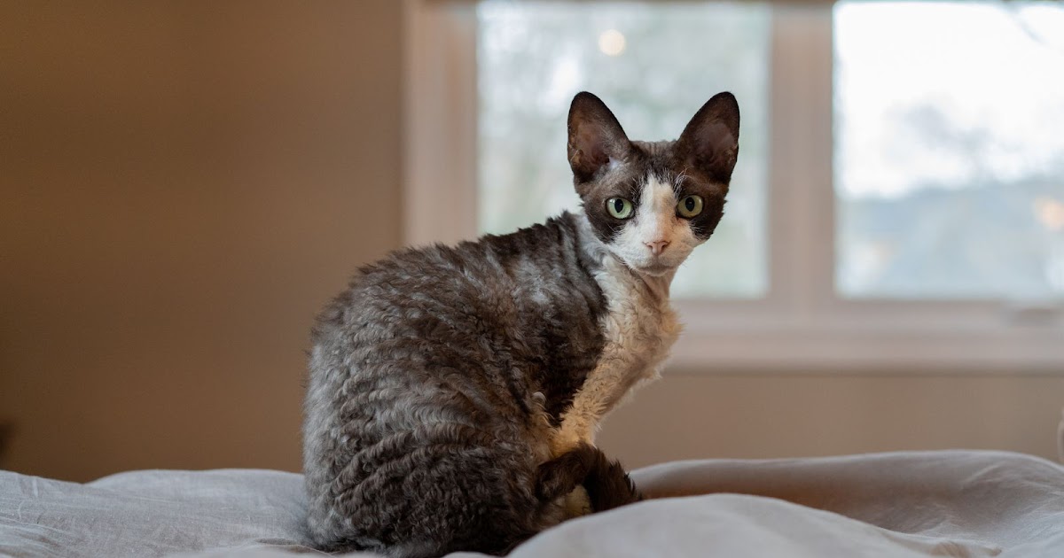 Devon Rex: een uniek kattenras | Dierenmaatjes