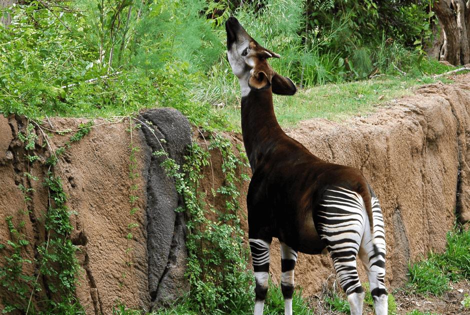 Internationale dag van de Okapi | Dierenmaatjes