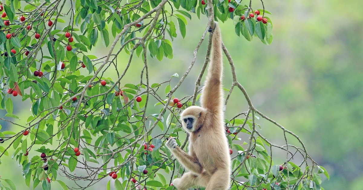 Internationale dag van de Gibbon | Dierenmaatjes