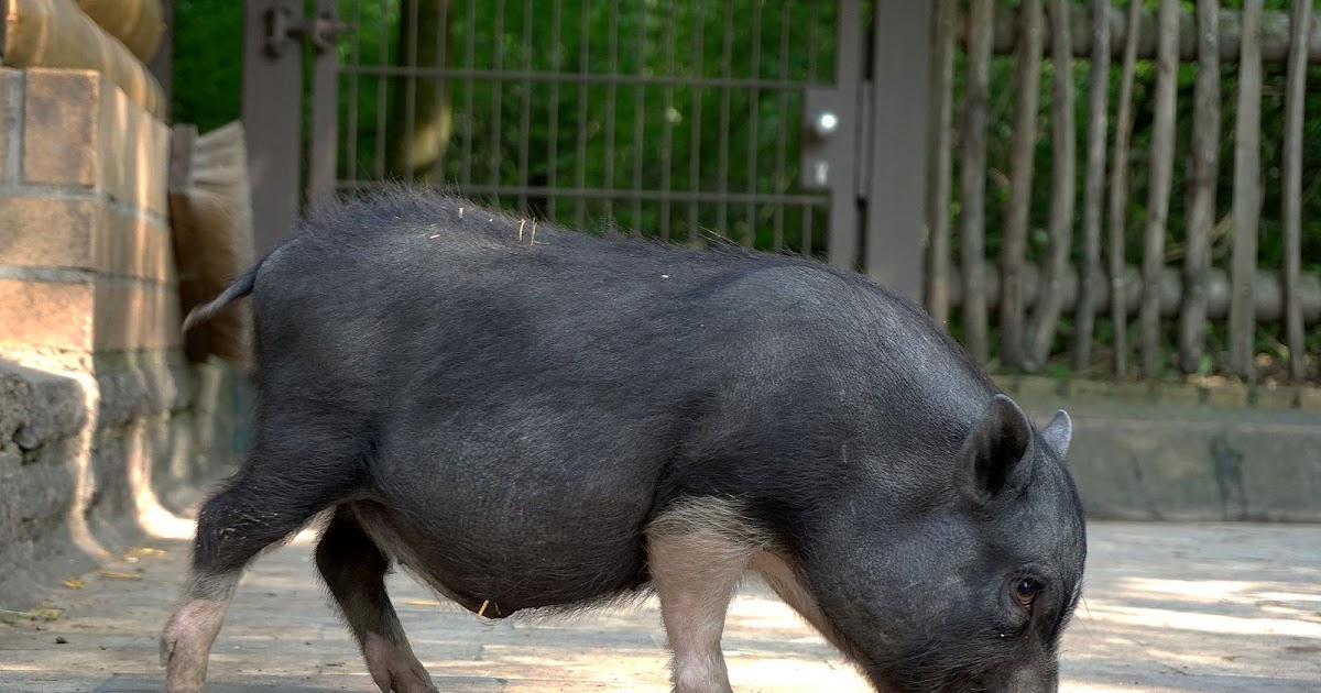 Een hangbuikzwijntje in huis | Dierenmaatjes