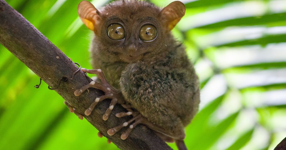 Het spookdiertje. Een weetje (of een ik-weet-nietje)? | Dierenmaatjes