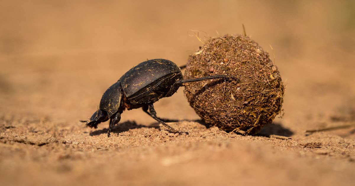 De zeer nuttige Mestkever | Dierenmaatjes