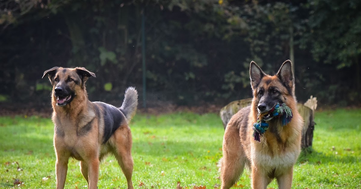 De Duitse Herder: een veelzijdig en trouw ras | Dierenmaatjes