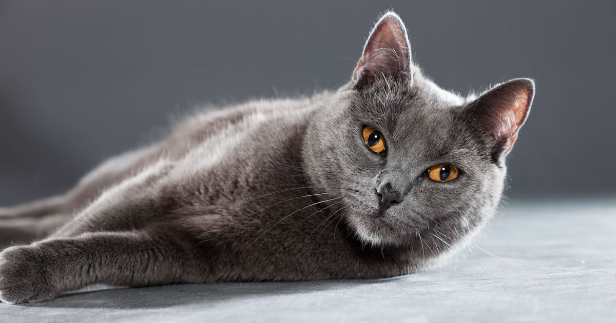 De Chartreux (Kartuizer) | Dierenmaatjes