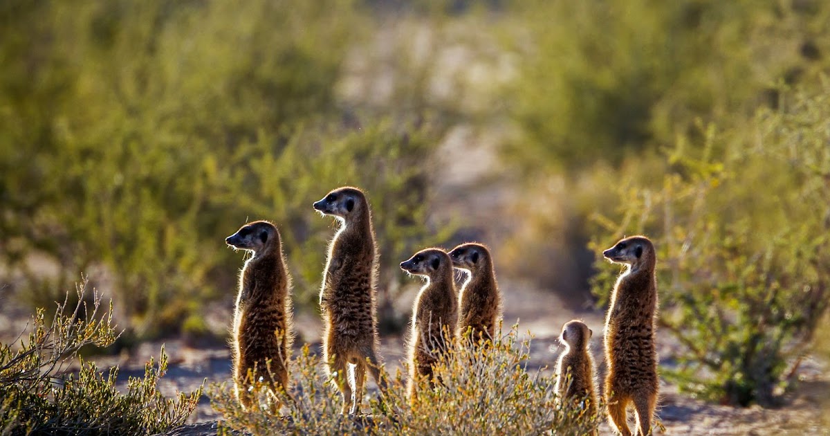 Stokstaartjes: dapper, sociaal en gewoonweg schattig! | Dierenmaatjes