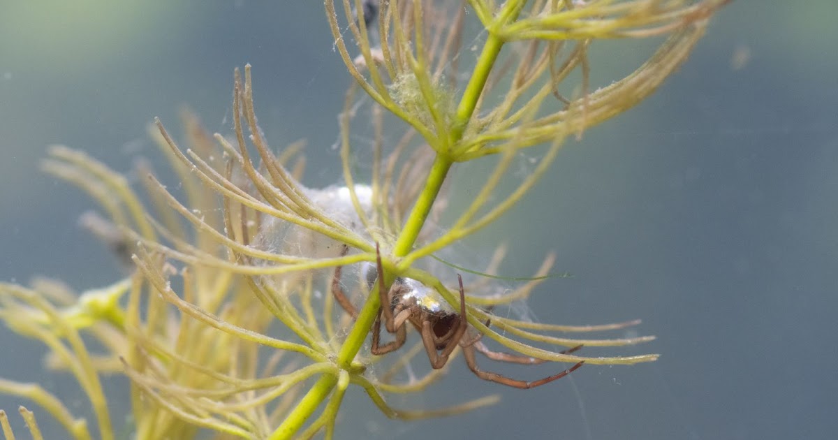 Waarom heet de waterspin ook wel de 'duikerspin'? | Dierenmaatjes