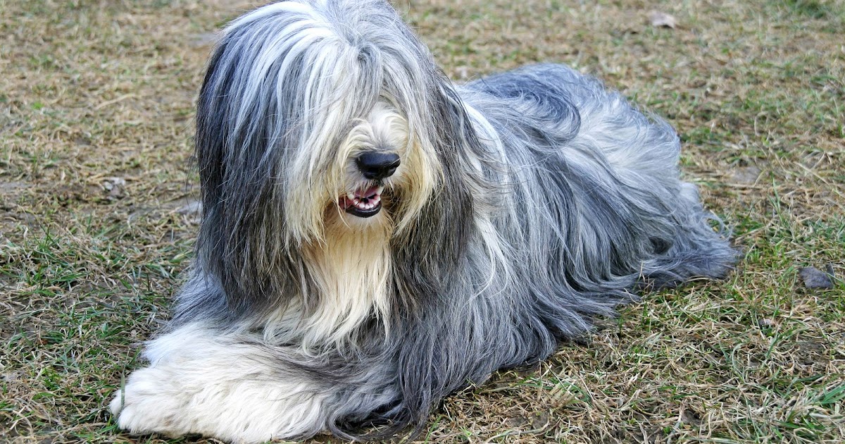 De Bearded Collie: een vrolijk en actief ras | Dierenmaatjes