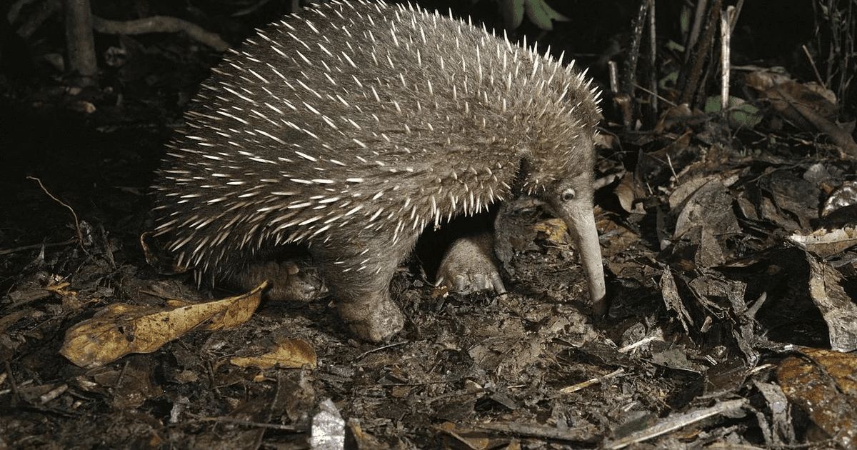 De uitgestorven gewaande Vachtegel | Dierenmaatjes