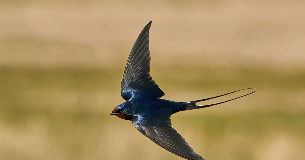 De acrobatische Boerenzwaluw | Dierenmaatjes