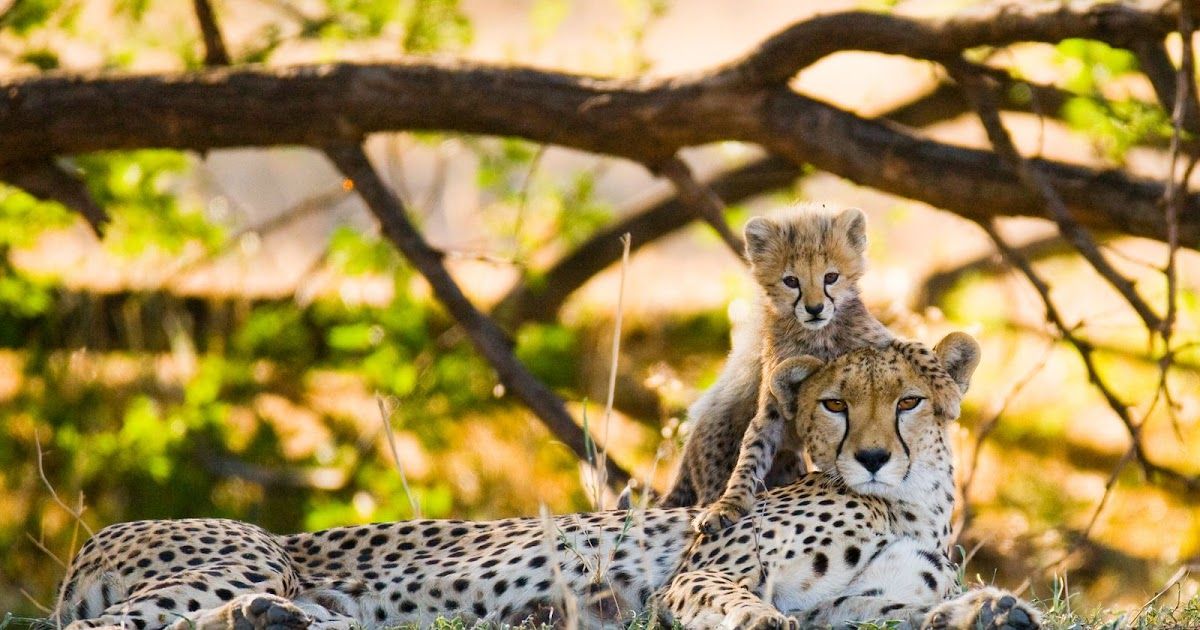 Internationale dag van de Cheeta | Dierenmaatjes