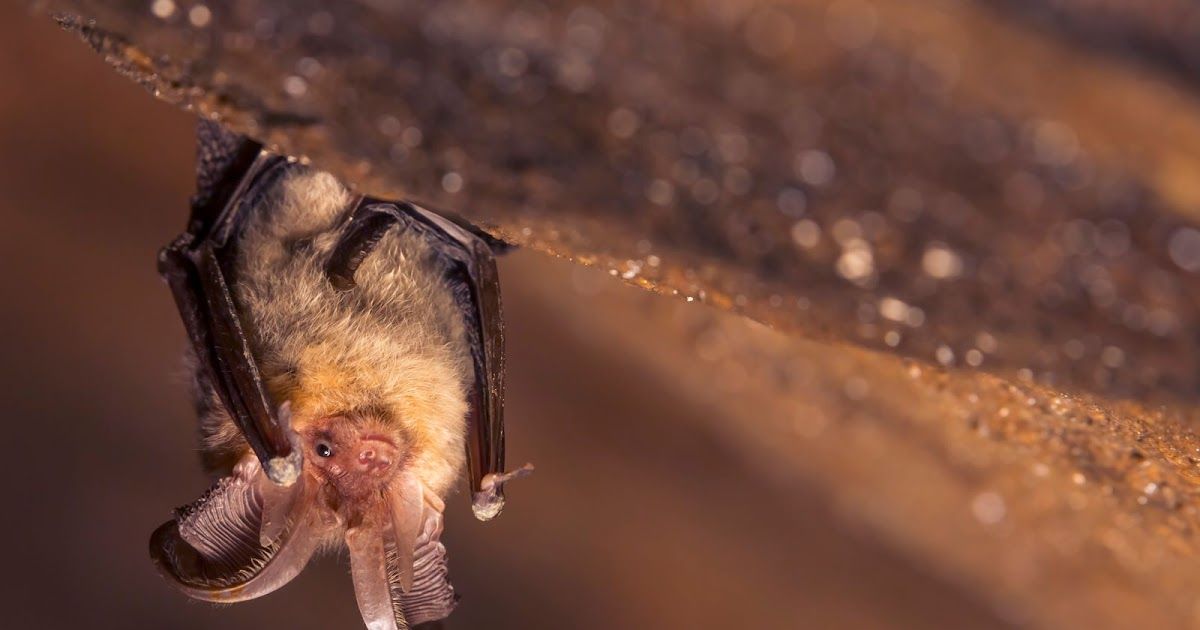 Hulp voor de beschermde vleermuizen | Dierenmaatjes