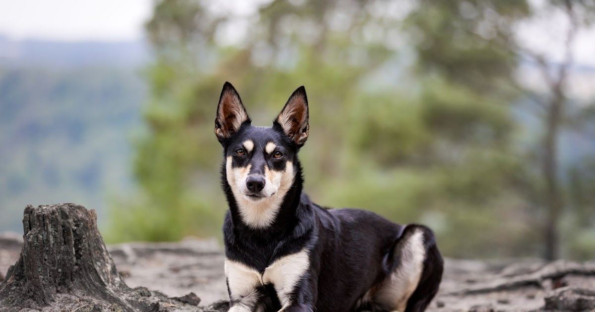 De geheimen van de Kelpie | Dierenmaatjes