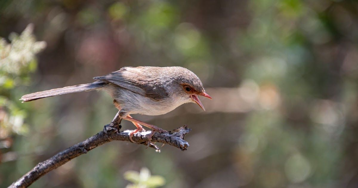 Het Ornaatelfje zingt uit volle borst haar eitjes toe! | Dierenmaatjes