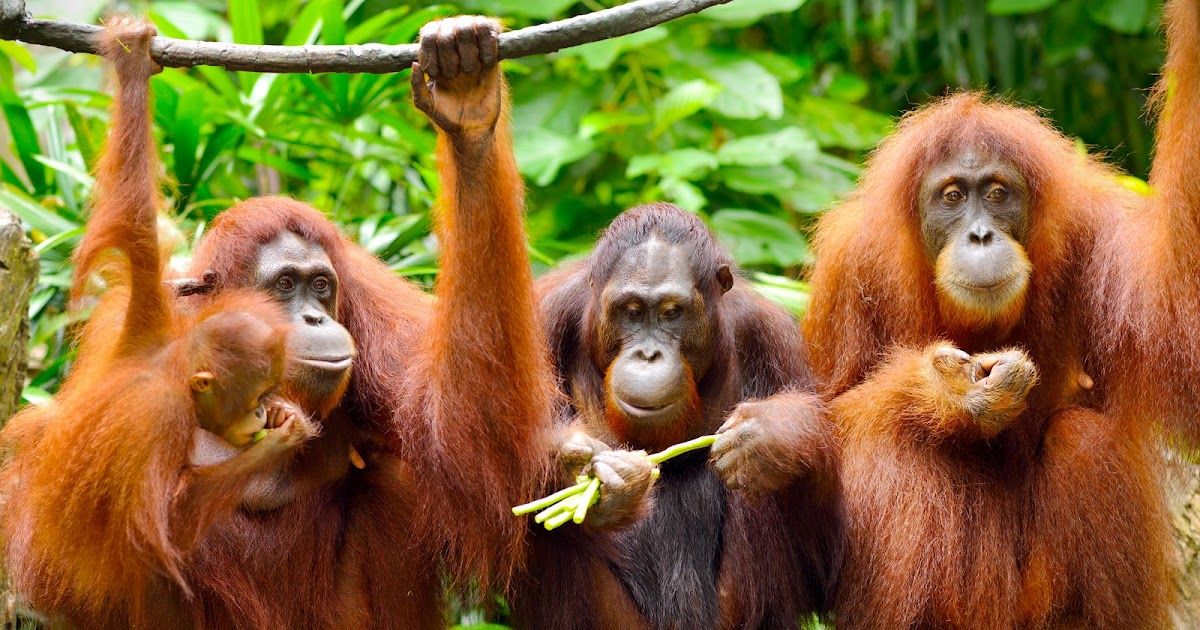 Internationale dag van de Aap | Dierenmaatjes