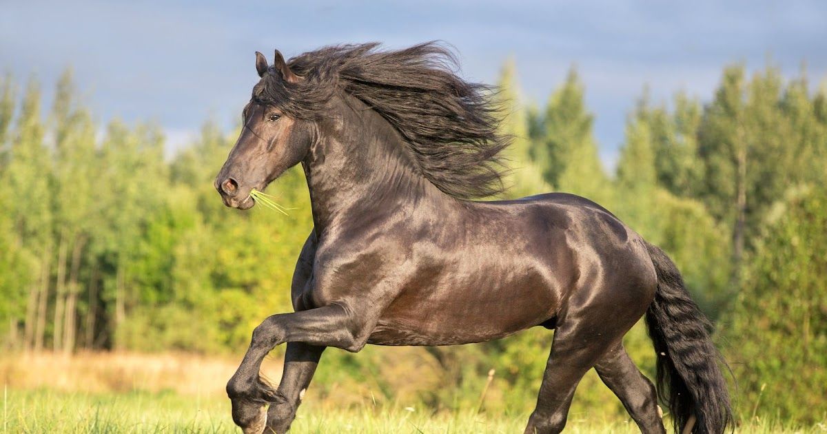 De 'Zwarte parel van Friesland': Het Friese paard | Dierenmaatjes