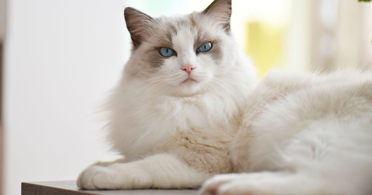 De Ragdoll, een echte knuffelkat! | Dierenmaatjes