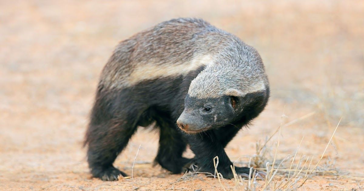 De Honingdas: het meest onbevreesde dier ter wereld | Dierenmaatjes