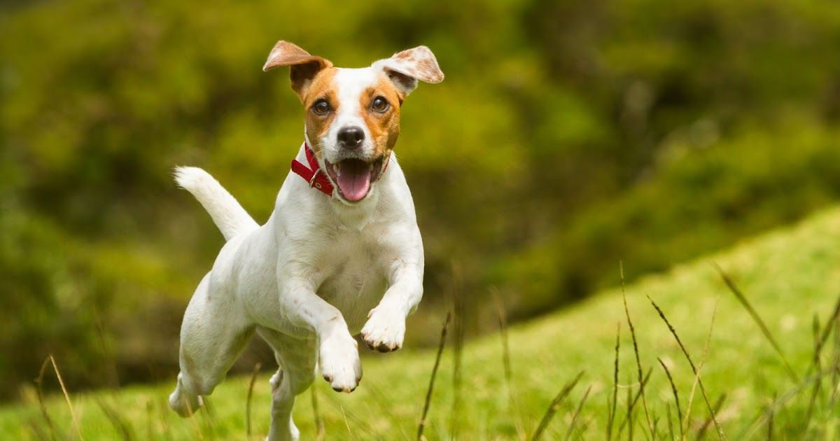 De actieve Jack Russell Terriër | Dierenmaatjes