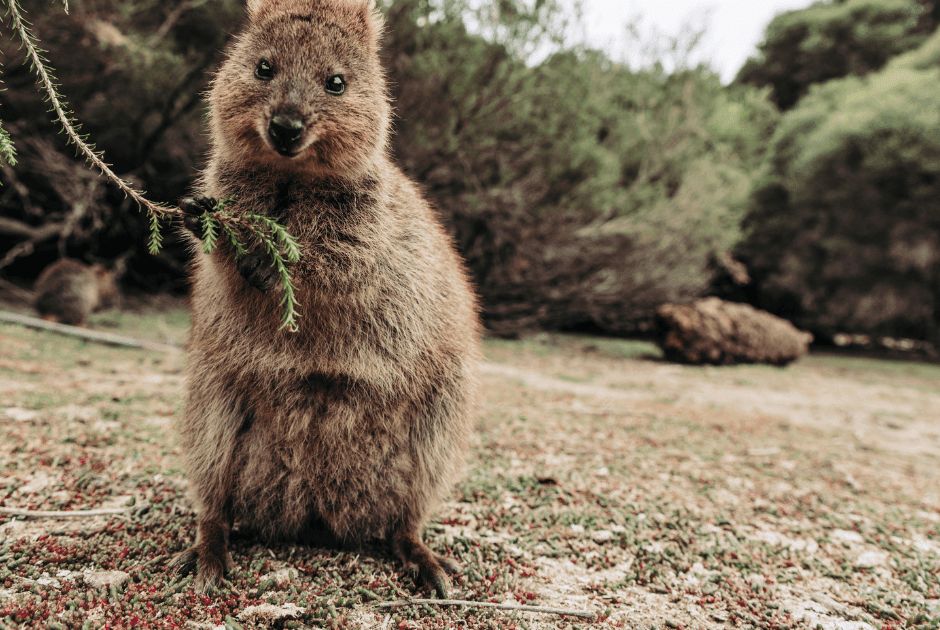 De lieve Quokka....of toch niet? | Dierenmaatjes