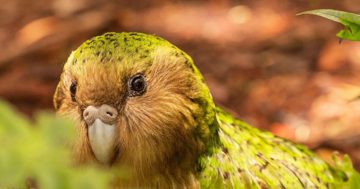 De oudste vogel ter wereld: de Kakapo | Dierenmaatjes