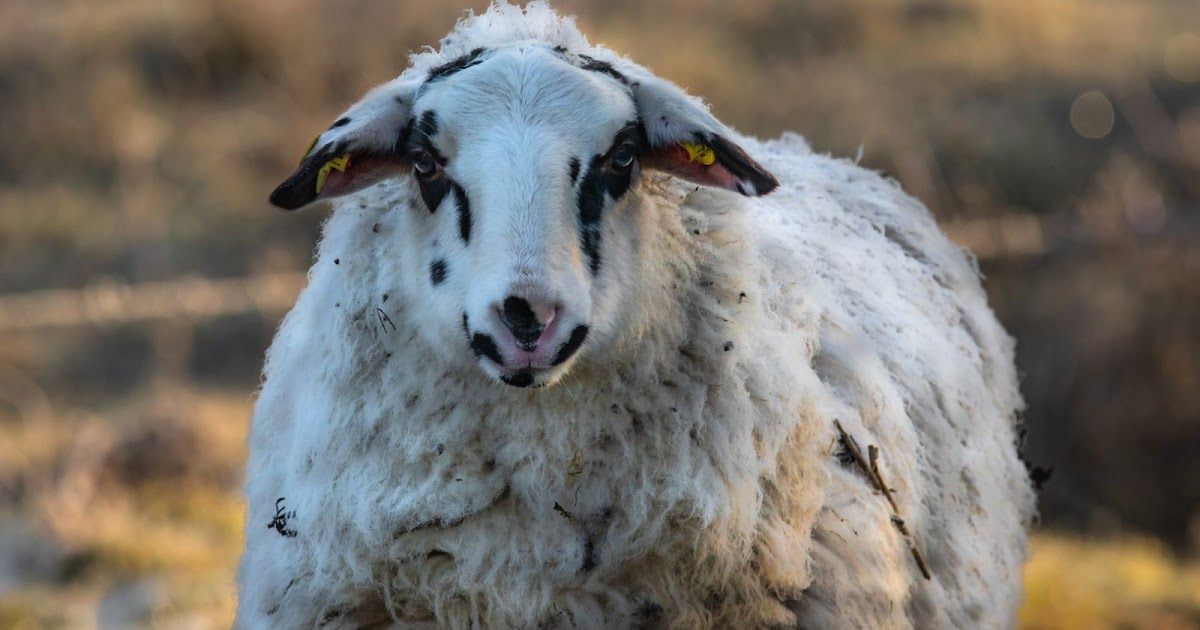 De dag van Het Schaap (21 Mei) | De wereld van Sofie