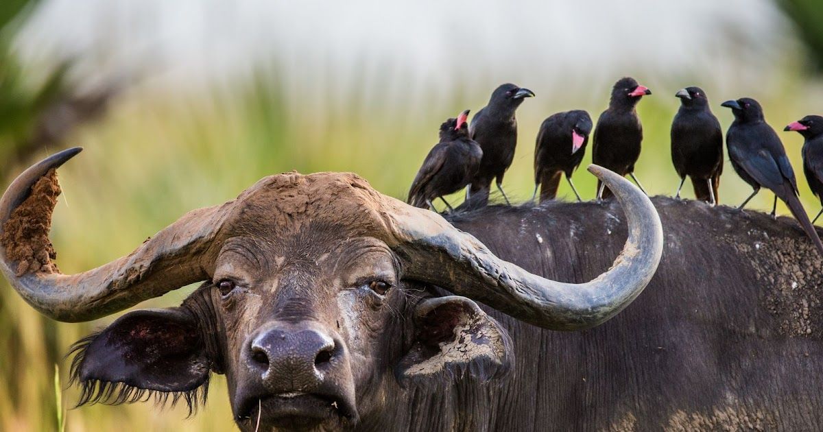 Symbiose in het dierenrijk | Dierenmaatjes