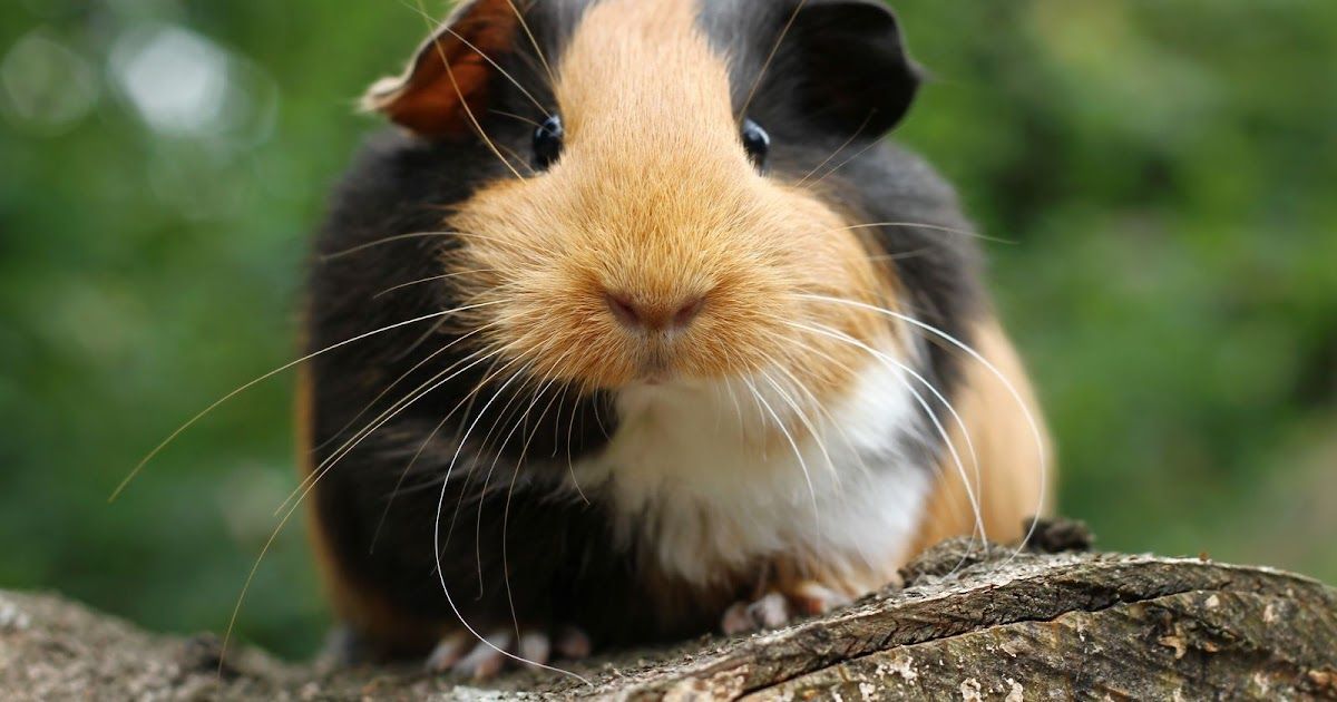 De Cavia, een vrolijk dierenmaatje! | Dierenmaatjes