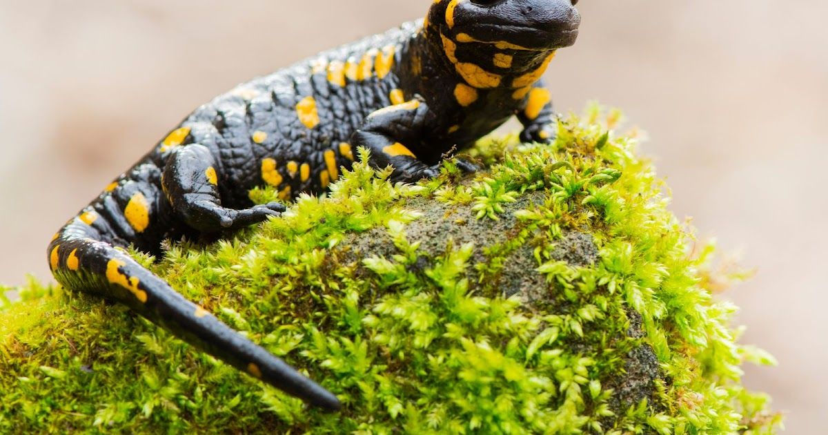 Salamanders in Nederland en België | Dierenmaatjes