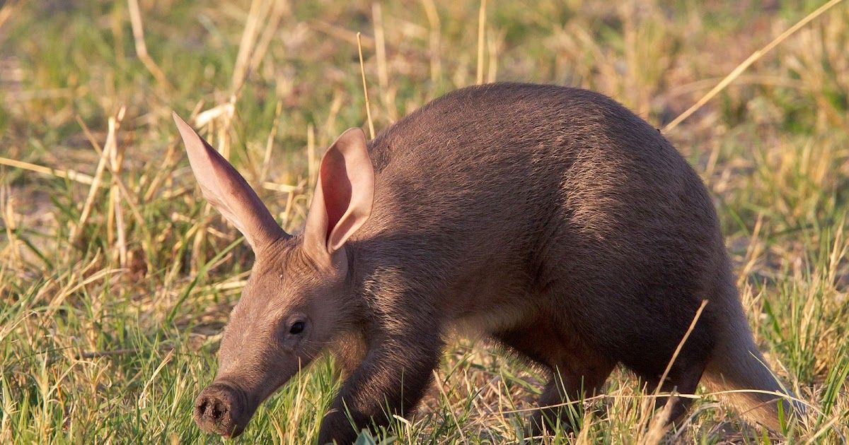 Het bijzondere leven van het Aardvarken | Dierenmaatjes