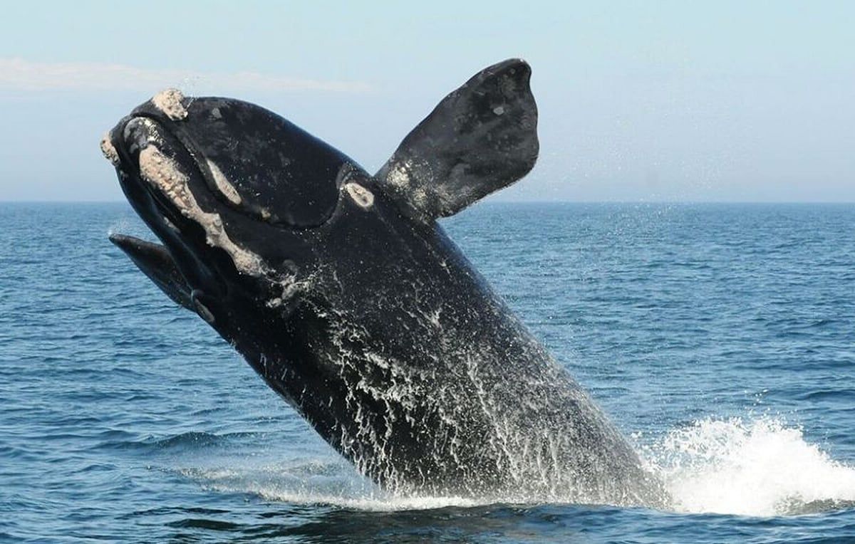 Scientists harness AI to help protect whales from shipping and offshore wind
