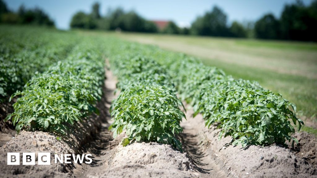 Potato blight warning app to use AI to help farmers