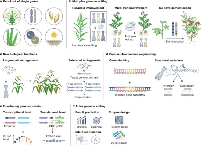 Integrated biotechnological and AI innovations for crop improvement - Nature