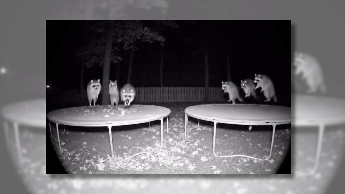 Video shows raccoons bouncing on trampolines?
