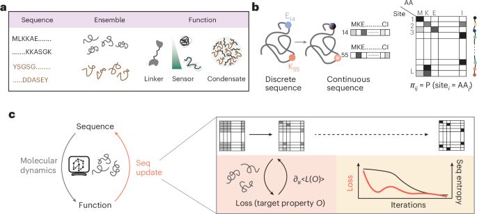 Generalized design of sequence–ensemble–function relationships for intrinsically disordered proteins - Nature Computational Science