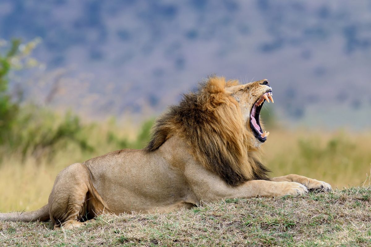Newly Discovered Lion Roar Shows the Species Is More Complex Than We Thought