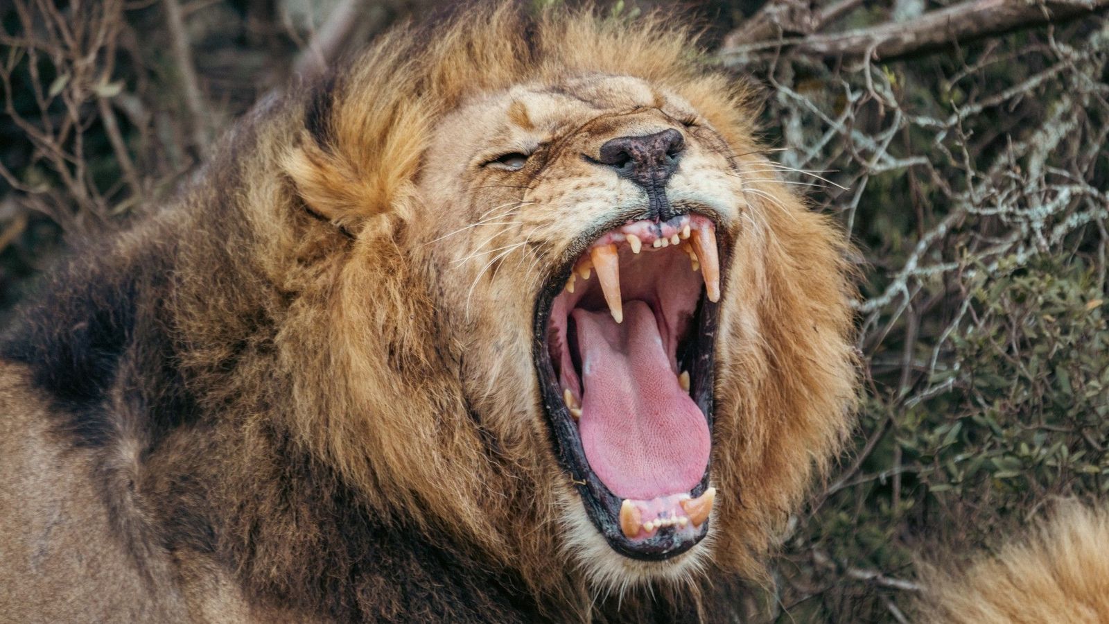 Scientists discover new type of lion roar