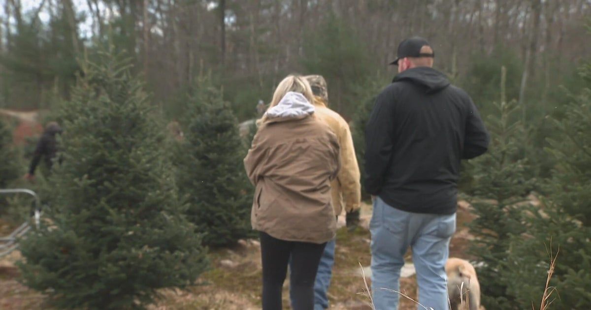 People flock to Massachusetts Christmas tree farms for as tariffs increase prices on artificial options