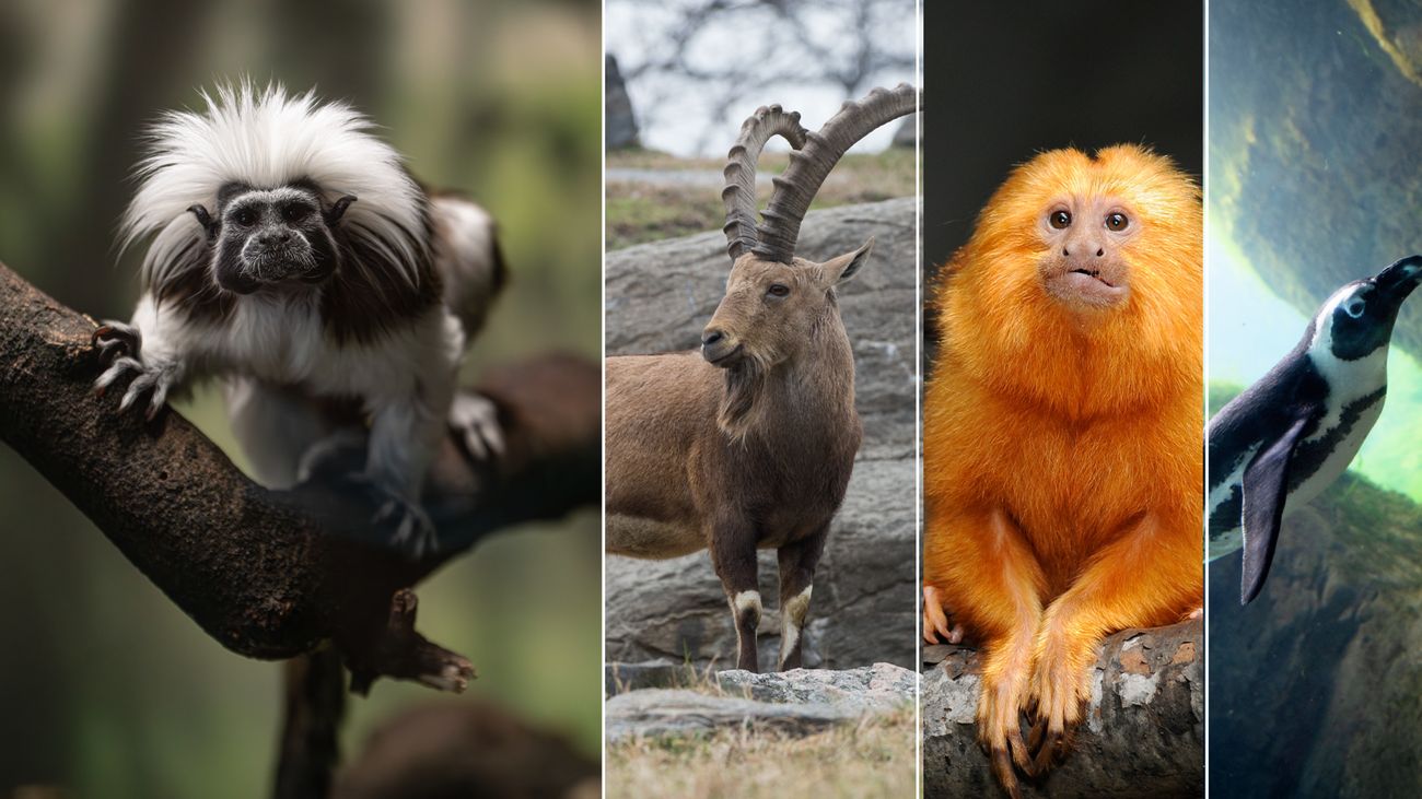 How we’re helping preserve the genetic information of endangered species with AI