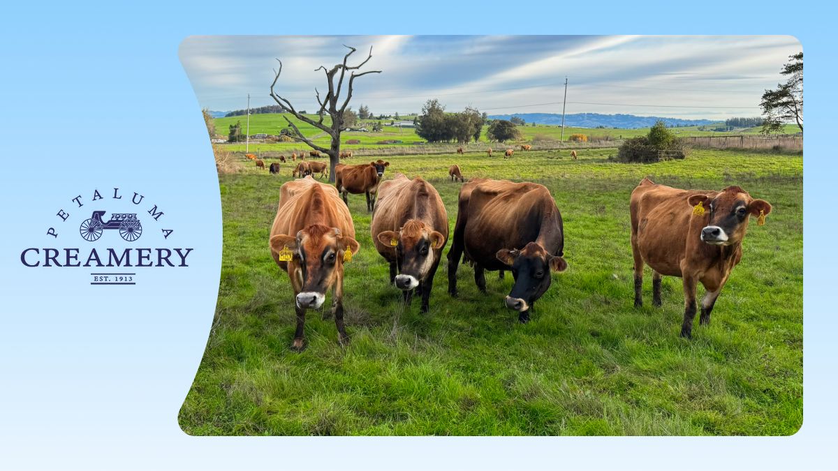 Back from the Brink: How AI Helped Save Petaluma Creamery