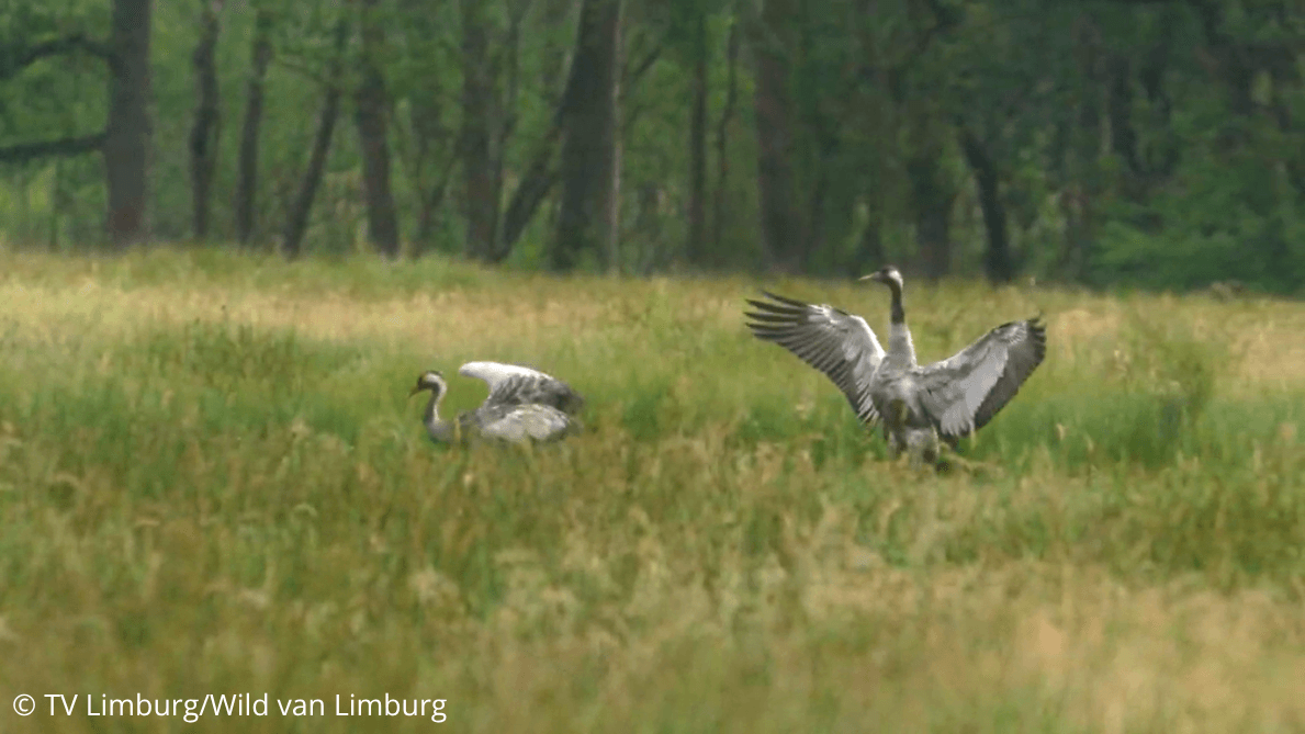 © TV LimburgWild van Limburg (1).png