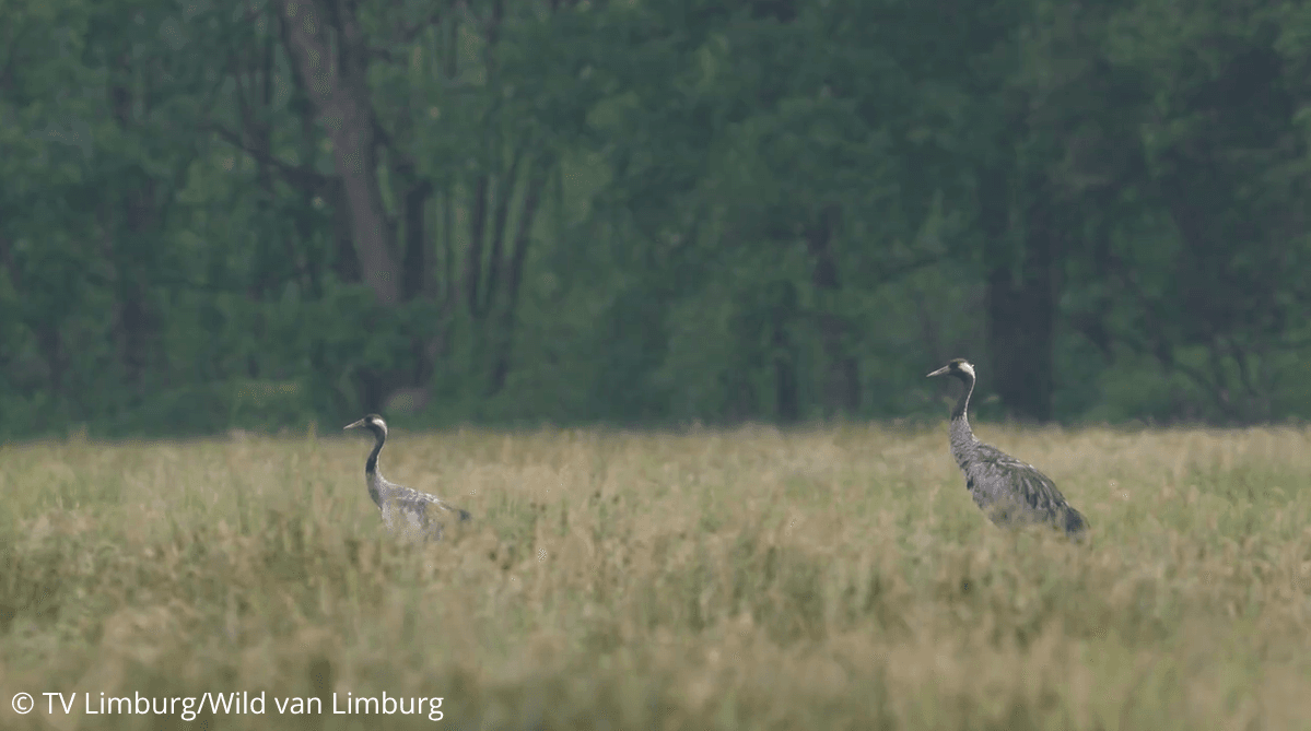 Kraanvogelpopulatie breidt uit in Limburg: al 3 koppels in de Vallei van de Zwarte Beek