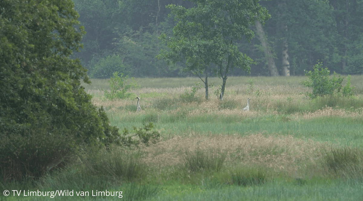 © TV LimburgWild van Limburg (4).png