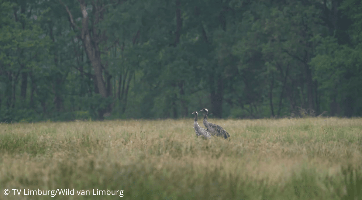 © TV LimburgWild van Limburg.png