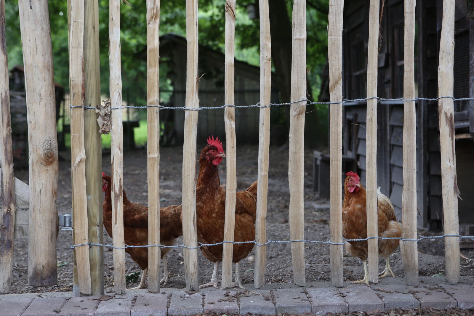 Naast de geluiden uit de natuur hoort u bij ons altijd het gescharrel en gekakel van kippetjes op de achtergrond. Alle vakantieverblijven kijken uit op hun villa. (Foto: ©Studio Leyssen Photograph)