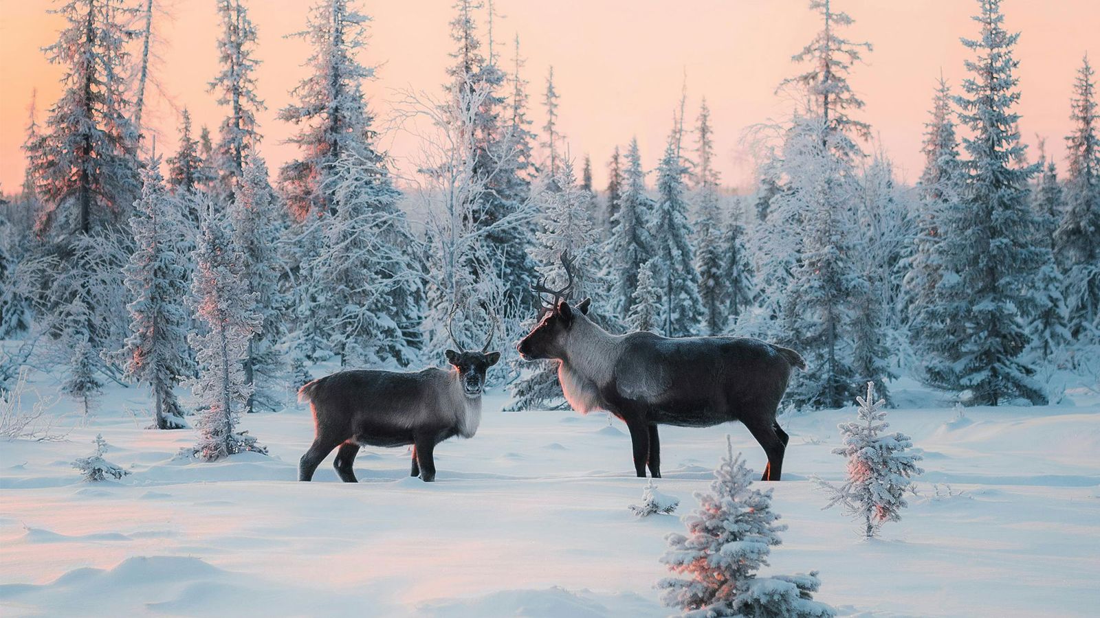 Reizen naar Lapland | Beleef het magische winterwonderland | Selectair