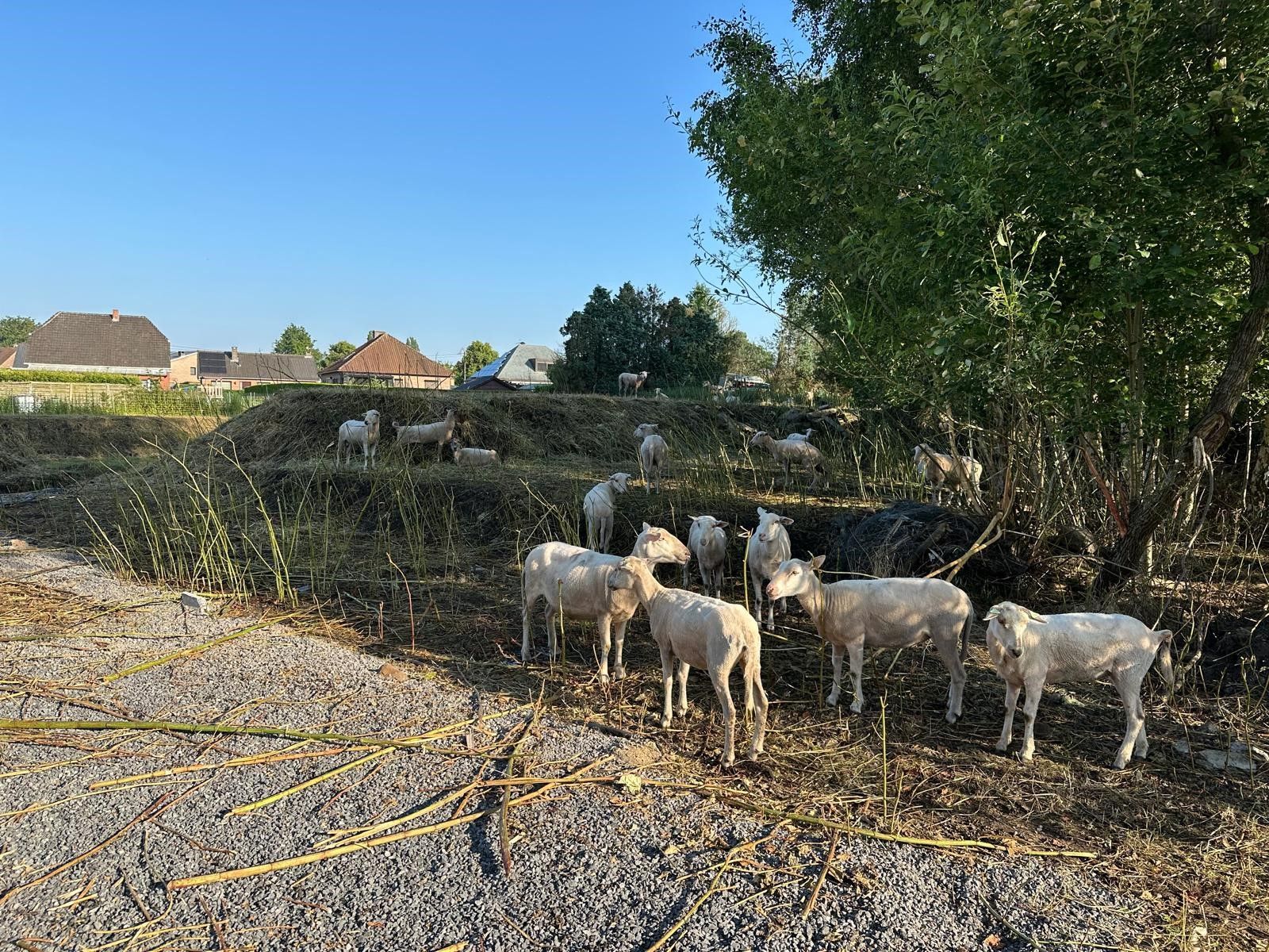 Ecologisch onderhoud in de omgeving van de Fingo fabrieken.