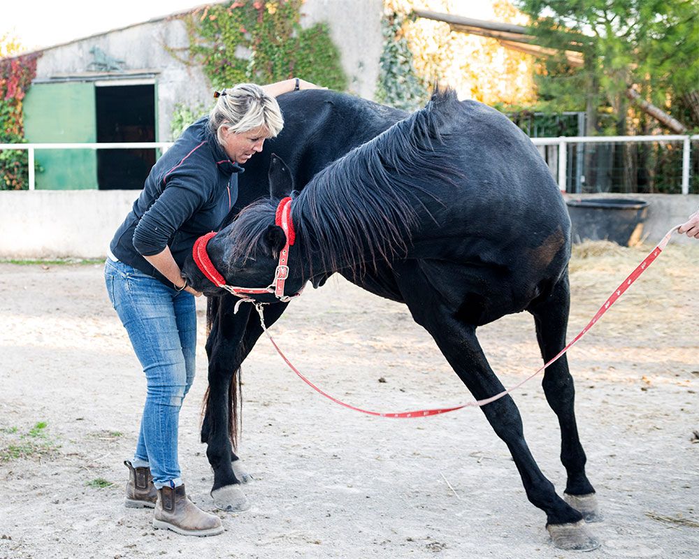 Verandering in gedrag osteopatisch oplossen bij paarden?